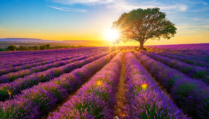 Field of blooming purple lavender with sunbeams behind a tree at sunset or sunrise in a sunny summer day. Generative Ai. - obrazy, fototapety, plakaty