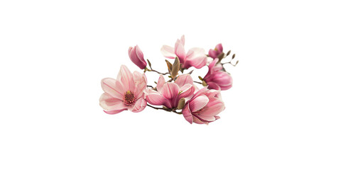 Pink magnolia flowers isolated on a white background