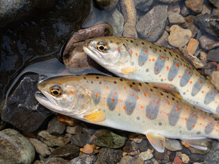 美しい二匹のアマゴ