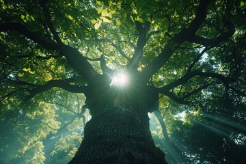 Beautiful green tree with sunlight shining through the leaves