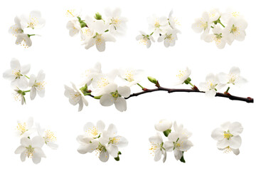 White flowers cherry blossom isolated on transparent background