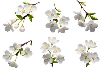 Fototapeta premium White flowers cherry blossom isolated on transparent background