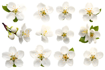 White flowers cherry blossom isolated on transparent background