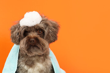 Cute Maltipoo dog with towel and foam on orange background, space for text. Lovely pet