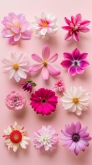 Fototapeta premium A Vibrant Collection Of Various Colorful Meadow Flowers Arranged on a White Background. Presenting unique shapes and colors, meticulously arranged to highlight their natural beauty.