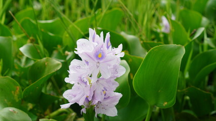 water hyacinth flowers bloom