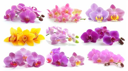 Naklejka premium A Vibrant Collection Of Various Colorful Meadow Flowers Arranged on a White Background. Presenting unique shapes and colors, meticulously arranged to highlight their natural beauty.