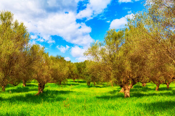 Olive trees and cloudy sky