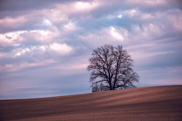 Minimalist spring evening landscape with a tree on a cultivated field under sunset sky in Latvia