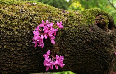 Flowers of Judas tree, or Cercis siliquastrum, in blooming on a old mossy trunk in springtime 