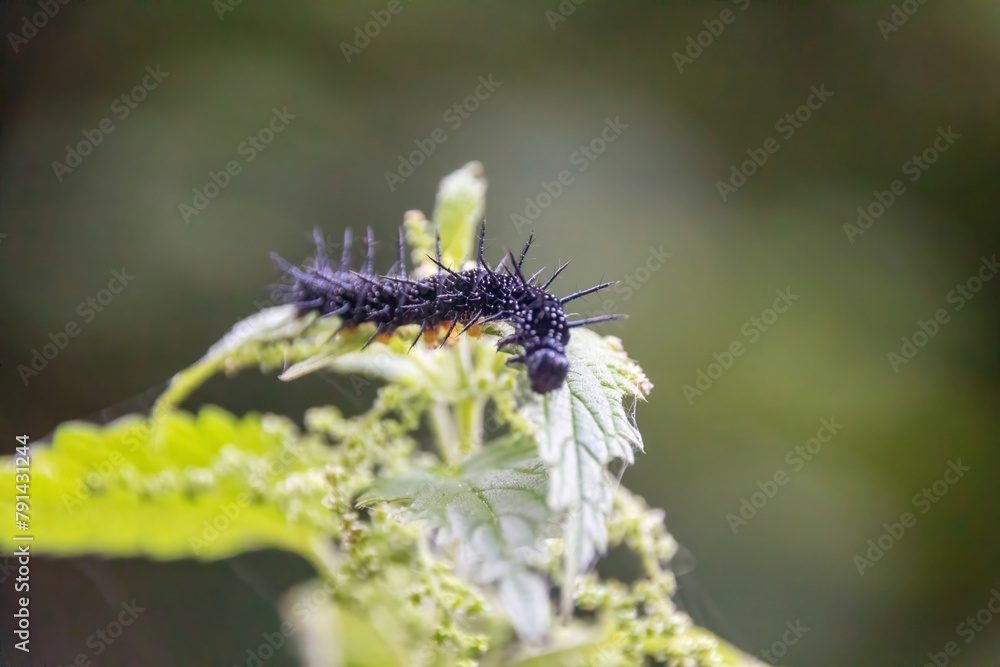 Wall mural caterpillar on a leaf