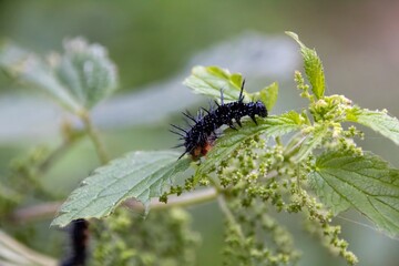 caterpillar on a leaf