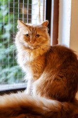 Portrait of sitting fluffy ginger cat on window