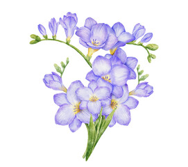 Watercolor violet freesia bouquet. Hand drawn color isolated illustration. Blue flowers