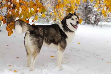 Playful Siberian Husky Dog in Winter Wonderland of Snow and Colorful Fall Foliage - 791434014