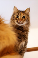 Long Haired Tabby brown Cat close-up portrait, looking down