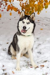 Playful Siberian Husky dog with blue eyes and pink tongue sits in the snow.