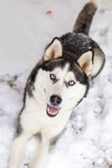 Beautiful Siberian Husky Dog with Blue Eyes in Snowy Setting, Happy and Playful Expression Captured