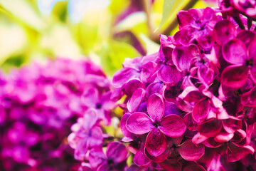 Flieder - Ecology - Frühling - Springtime- Spring - Background - Concept - Blooming - Flower - Bloom - Green - Wonderful - High quality photo - obrazy, fototapety, plakaty