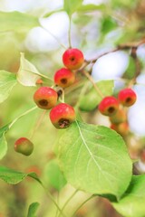 Red crab apples hanging on a tree branch with green leaves in the background - 791436022