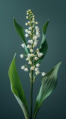 elegantly poised lily of the valley against a serene green studio backdrop