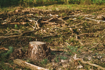 Impact of Deforestation and  Consequences of Logging