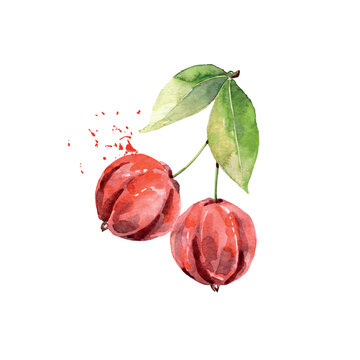 Hand Drawn Watercolor pitanga Fruit. Vector illustration.