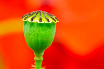 Closeup image of a common poppy (papaver rhoeas) capsule with text space. Herbaceous species of...