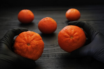 Concept, hands in black rubber gloves hold ripe tangerine fruits. Citrus fruits contrast well...