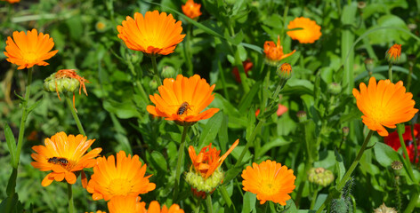 Calendula officinalis or Pot Marigold, Common Marigold, Scotch Marigold, Ruddles, Pot Marigold with honey bees in bee-friendly garden.