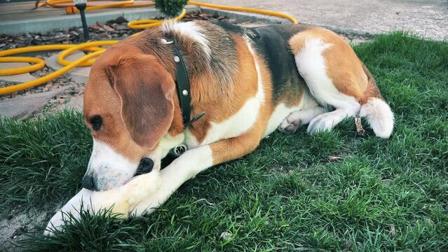 A tricolor dog is enthusiastically gnawing a piece of cotton wool on a green lawn. A high quality. Close-up. Horizontal video
