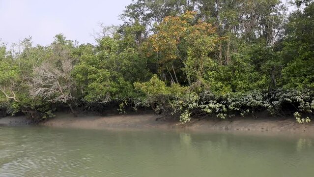 high resolution (HD) footage of  Sundarbans National Park.this video was taken from Sundarbans,Bangladesh.