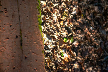 Woodland Tapestry: Wood and Mosses Background