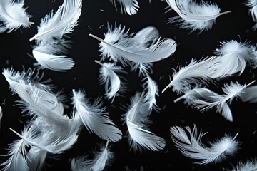 Obraz premium White feathers floating in the air. isolated on black background