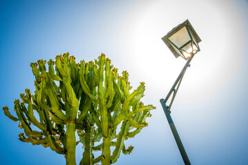 Abstract low angle view of a street lamp and cactus