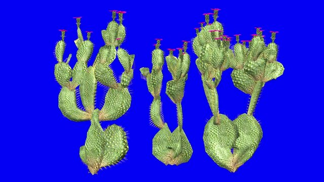 3D beavertail cactus cluster with wind effect on blue screen 3D animation. You can easily key out (remove) the blue screen with just one click using any video editor.
