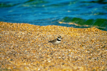 Little ringed plover (Charadrius dubius) on a shell beach. The Sea of Azov. Typical nesting habitat