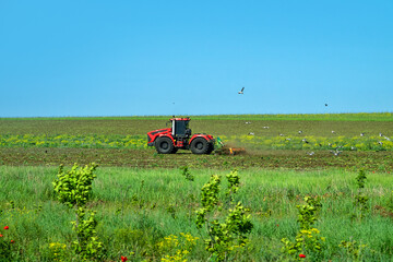 The tractor disk plowing the year deposit. Many birds (rook, seagull) fly and forage around