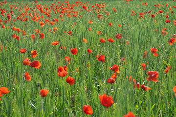 Red field. Vast fields of blooming poppies on the northern coast of the Black Sea, in the spring steppe. Copper rose (Papaver rhoeas)
