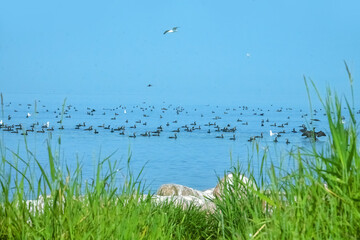 A huge number of birds in the Gulf of Finland. The Baltic Sea. Many young cormorants came out of...