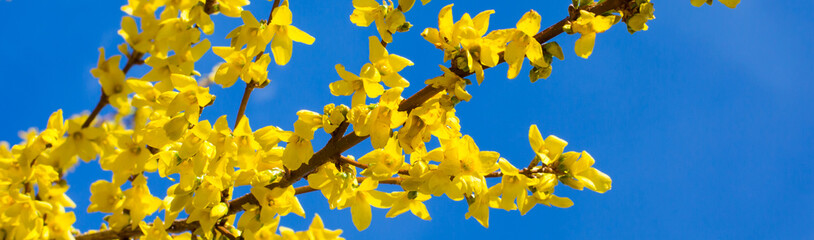 Spring yellow Forsythia europaea blossom in sun rays