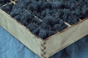 Reindeer moss in a wooden box on a blue fabric surface. The cells of a wooden box are densely filled with dark lichen. Floral decor.