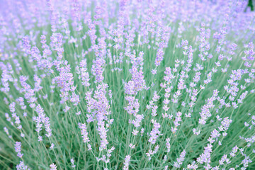 Blooming lavender. Soft focus. Blurred background.