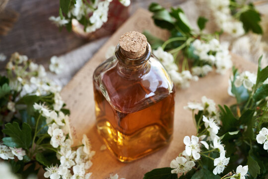 A glass bottle of herbal tincture with fresh hawthorn or Crataegus laevigata flowers in spring