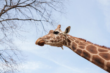 Close up of giraffe's face

