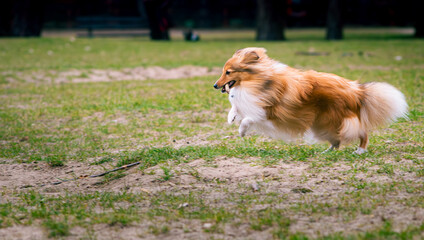 Shetland sheepdog outdoors.