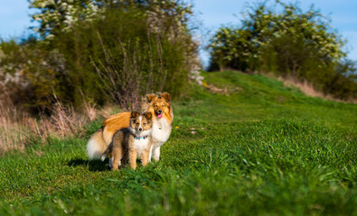 Shetland sheepdog outdoors.