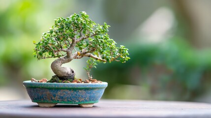 A Bonsai Tree In A Pot On A Table.