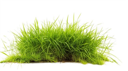 A Green Grass Isolated On White Background.