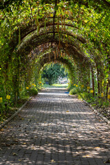 The tranquil atmosphere of the tunnel walkways covered with green vegetables, the agricultural plot...